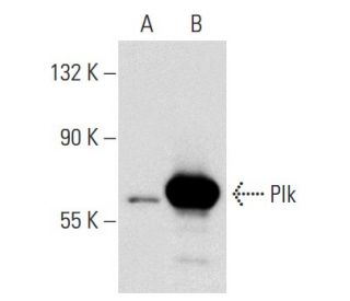Plk Antibody (AZ27) - Western Blotting - Image 53631