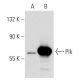 Plk Antibody (AZ27) - Western Blotting - Image 53631
