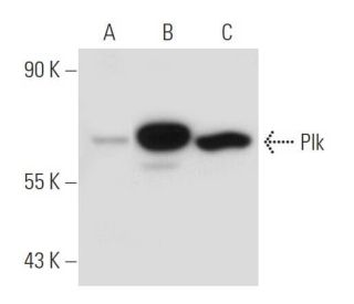 Plk Antibody (F-8) - Western Blotting - Image 49362