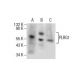 PLRG1 Antibody (E-12) - Western Blotting - Image 154503