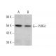 PLRG1 Antibody (E-12) - Western Blotting - Image 376429 