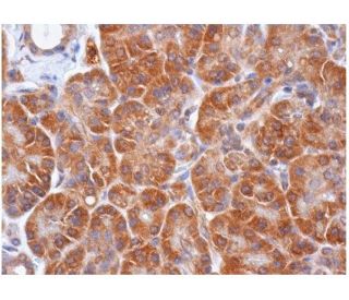 PLRP2 Antibody (H-9) - Immunohistochemistry - Image 284835 