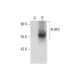 PLRP2 Antibody (H-9) - Western Blotting - Image 127891