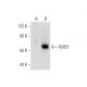 PLRP2 Antibody (H-9) - Western Blotting - Image 131565 
