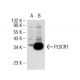 PLSCR1 Antibody (1E9) - Western Blotting - Image 32700