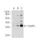 PLSCR1 Antibody (1E9) - Western Blotting - Image 109330 