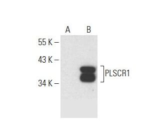 PLSCR1 Antibody (H-11) - Western Blotting - Image 393037