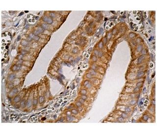 PLTP Antibody (A-12) - Immunohistochemistry - Image 160212 