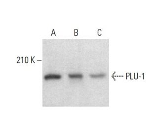 PLU-1 Antibody (7H3D7) - Western Blotting - Image 383100 