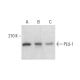 PLU-1 Antibody (7H3D7) - Western Blotting - Image 383100 