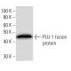 PLU-1 Antibody (JARIA3D4) - Western Blotting - Image 16736