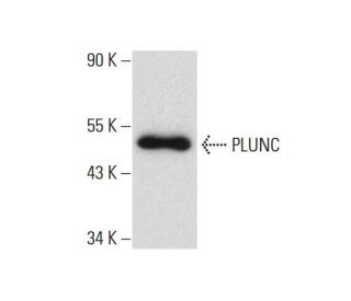 PLUNC Antibody (A-11) - Western Blotting - Image 134064
