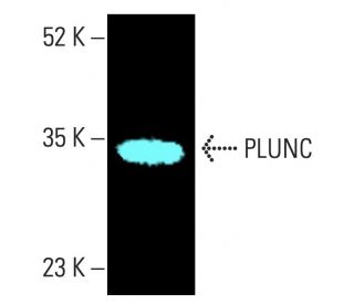 PLUNC Antibody (C-5) - Western Blotting - Image 401551 
