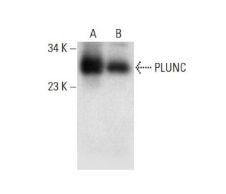PLUNC Antibody (G-7) - Western Blotting - Image 303922 