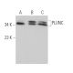 PLUNC Antibody (G-7) - Western Blotting - Image 373513