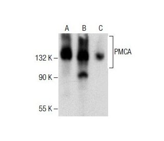 PMCA Antibody (F-3) - Western Blotting - Image 286746 