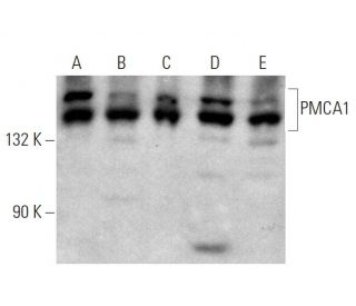 PMCA1 Antibody (F-10) - Western Blotting - Image 359585