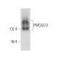 PMCA2/3 Antibody (C-3) - Western Blotting - Image 300502 