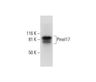 Pmel17 Antibody (C-2) - Western Blotting - Image 292068