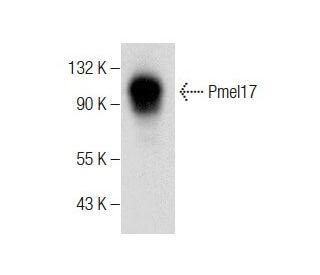 Pmel17 Antibody (E-7) - Western Blotting - Image 283474 