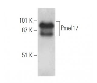 Pmel17 Antibody (E-7) - Western Blotting - Image 394964