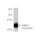 PMEPA1 Antibody (2A12) - Western Blotting - Image 350243 