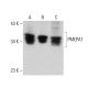 PMEPA1 Antibody (2A12) - Western Blotting - Image 384268 