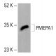 PMEPA1 Antibody (2A12) - Western Blotting - Image 414185
