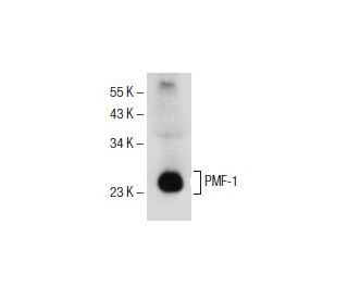 PMF-1 Antibody (G-9) - Western Blotting - Image 154947 