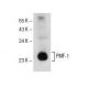 PMF-1 Antibody (G-9) - Western Blotting - Image 154947 