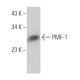 PMF-1 Antibody (G-9) - Western Blotting - Image 366817
