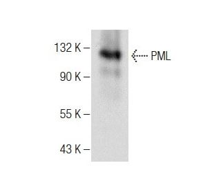 PML Antibody (C-5) - Western Blotting - Image 283461 
