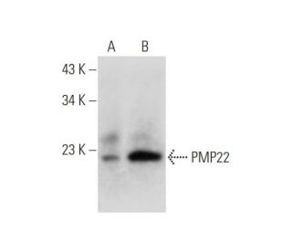 PMP22 Antibody (G-6) - Western Blotting - Image 344473Each CRISPR/Cas9 Knockout (KO) Plasmid product consists of a pool of 3 plasmids designed to ensure identification and cleavage of a specific gene for maximum knockout efficiency. Each plasmid encodes a unique 20 nt sequence derived from the GeCKO (v2) library.