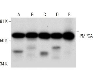 PMPCA Antibody (B-8) - Western Blotting - Image 289883 
