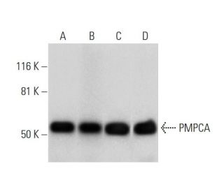 PMPCA Antibody (F-4) - Western Blotting - Image 289575 