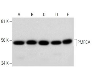 PMPCA Antibody (G-2) - Western Blotting - Image 289882 