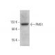 PMS1 Antibody (E-3) - Western Blotting - Image 376351