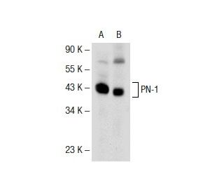 PN-1 Antibody (4B3) - Western Blotting - Image 139035 