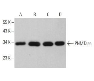 PNMTase Antibody (C-7) - Western Blotting - Image 370111 