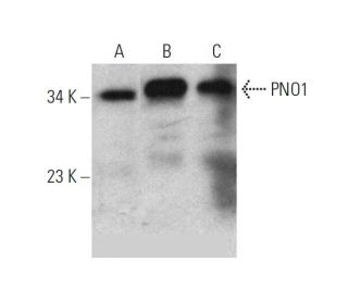 PNO1 Antibody (A-3) - Western Blotting - Image 346617 