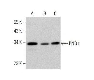 PNO1 Antibody (G-7) - Western Blotting - Image 351851 