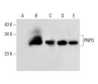 PNPO Antibody (E-8) - Western Blotting - Image 297593 