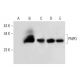 PNPO Antibody (E-8) - Western Blotting - Image 297593 
