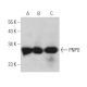 PNPO Antibody (E-8) - Western Blotting - Image 371611 