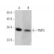 PNPO Antibody (E-8) - Western Blotting - Image 371650