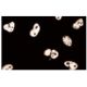 PNUTS Antibody (47) - Immunofluorescence - Image 60668