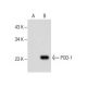 POD-1 Antibody (A-6) - Western Blotting - Image 282627 