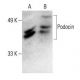 Podocin Antibody (G-5) - Western Blotting - Image 394299