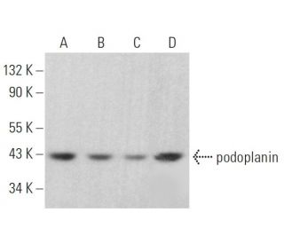 podoplanin Antibody (F-3) - Western Blotting - Image 379395