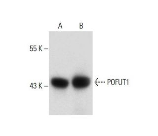 POFUT1 Antibody (F-7) - Western Blotting - Image 128467 